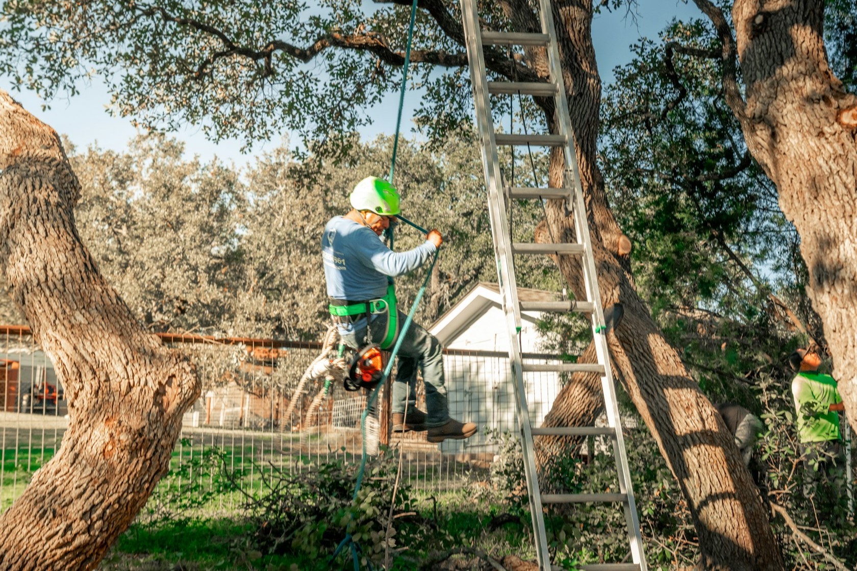 Arborist on ropes working in the tree canopy