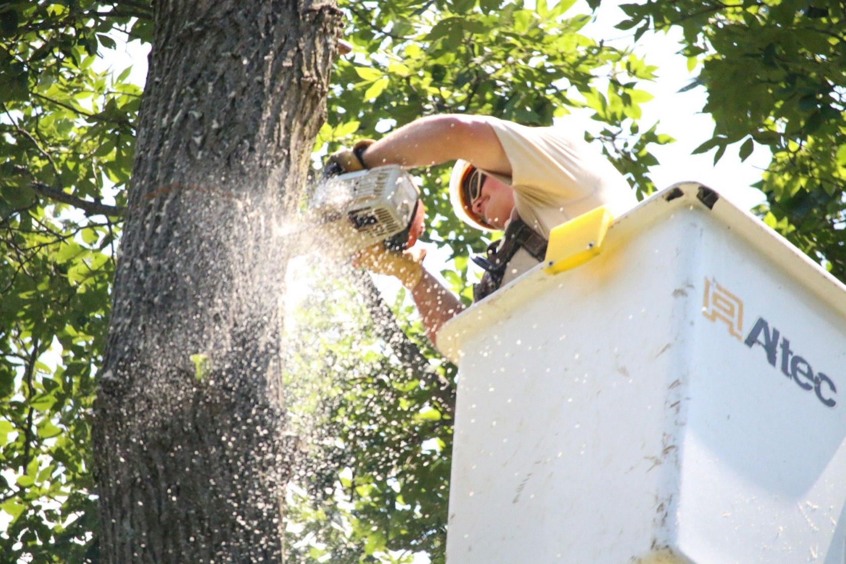 Tree surgeon cutting a branch with a chainsaw