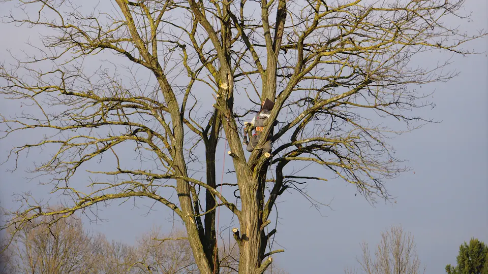 Arborist working in a mature tree