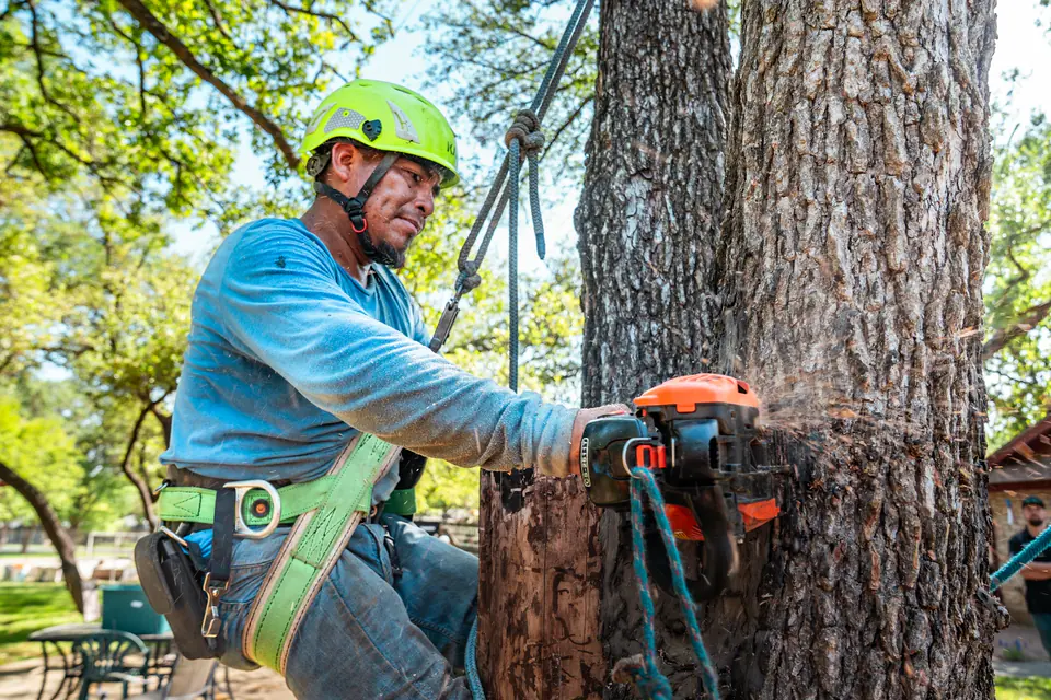 Arborist using a chainsaw while secured to a tree
