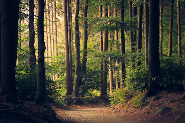 Path through a managed woodland