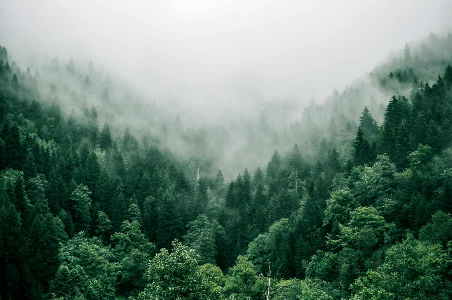 Light through a woodland canopy — the tree work stays human; the marketing admin around it is where AI earns its keep